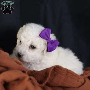 Bridget, Bichon Frise Puppy